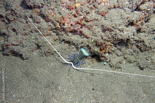 Panulirus versicolor Blaue Schmucklanguste, Gestreifte Languste photo