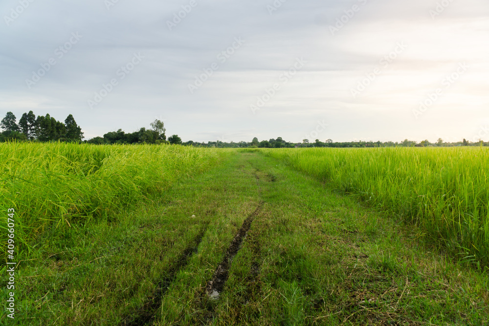 path to rice field in the evening time,landscape of nature,agricultural photography,clear sky