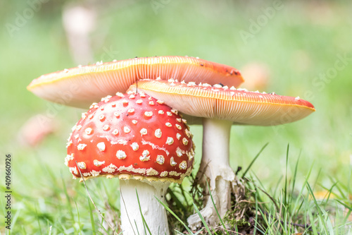 Amanita muscaria,mushroom,agaric