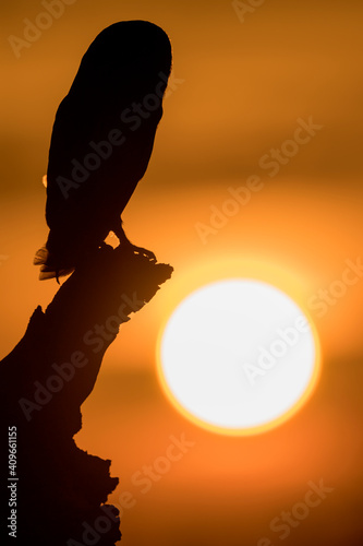 Fototapeta Naklejka Na Ścianę i Meble -  It's time to hunt, Barn owl sunset (Tyto alba)