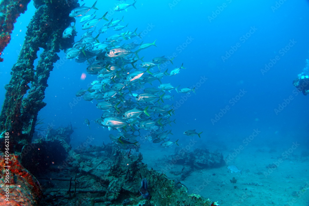 Fototapeta premium Diving in the Caribbean at the RMS Rhone, beautiful environment with beautiful animals, the ship sank 1867 at Salt Island and 123 people lost there lives, 