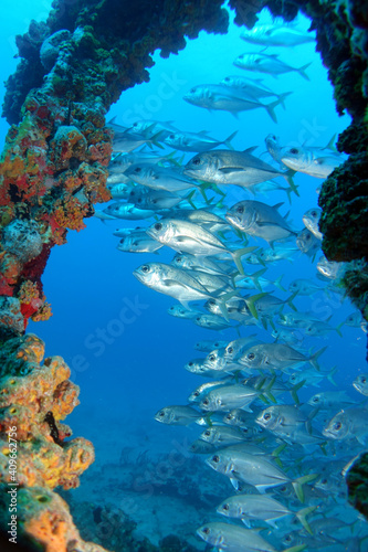 Diving in the Caribbean at the RMS Rhone, beautiful environment with beautiful animals, the ship sank 1867 at Salt Island and 123 people lost there lives, 