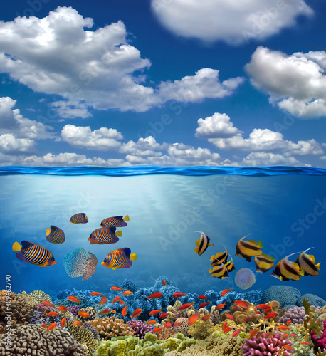 Fototapeta Naklejka Na Ścianę i Meble -  Split view with sky and beautiful coral reef underwater