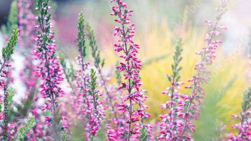 Purple pink   common heather  Calluna vulgaris . Landscape plant heather. Colorful traditional October european flower. selective focus