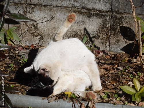 体を綺麗にする猫　～Cat washing a body photo