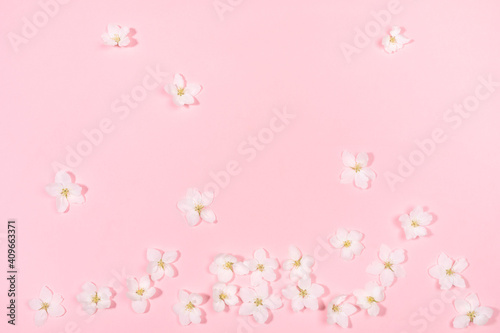 Floral gentle background made of white apple tree flowers laid out chaotic on pink backdrop. Top view, flat lay.