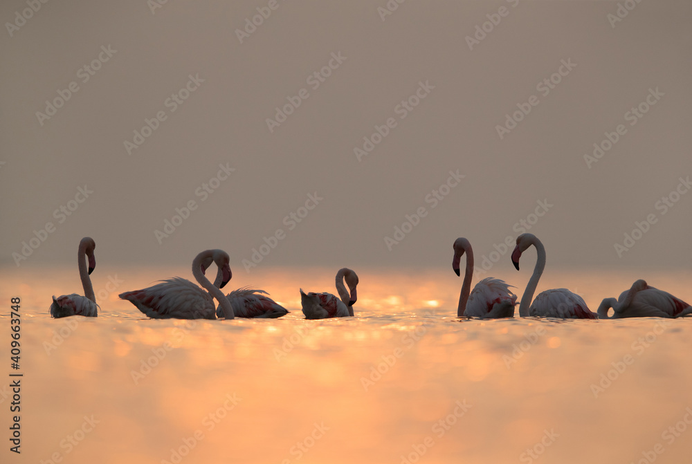 Fototapeta premium Greater Flamingos and dramatic bokeh of light on water, Asker coast, Bahrain