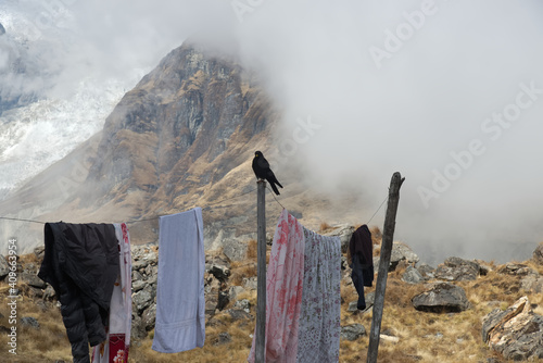 Corvo su panni stesi