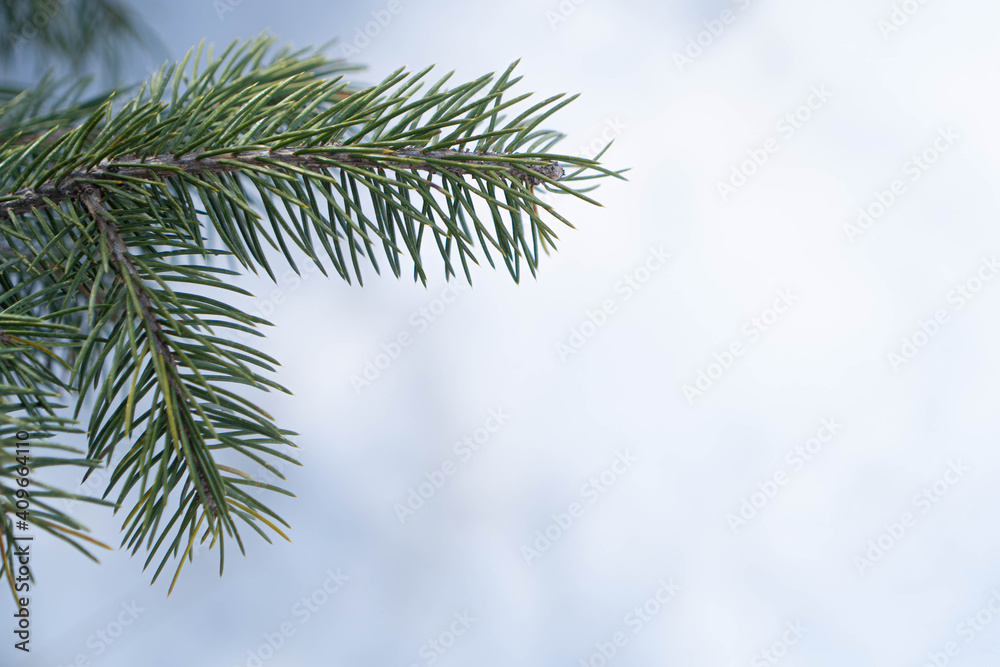 green tree on snow background green tree on snow background