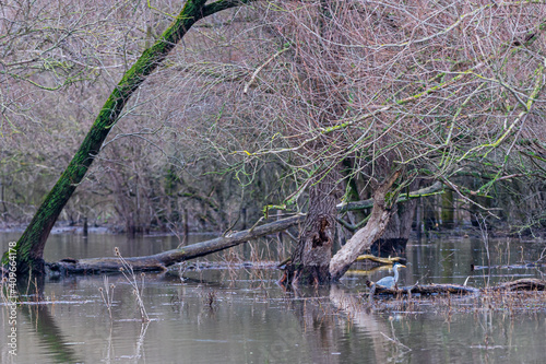 Floods of the river Meuse during winter in the national park Eijsder Beemden near Maastricht, after heavy rain fall and melting snow in the Ardennes. It gives amazing reflections with the trees   photo