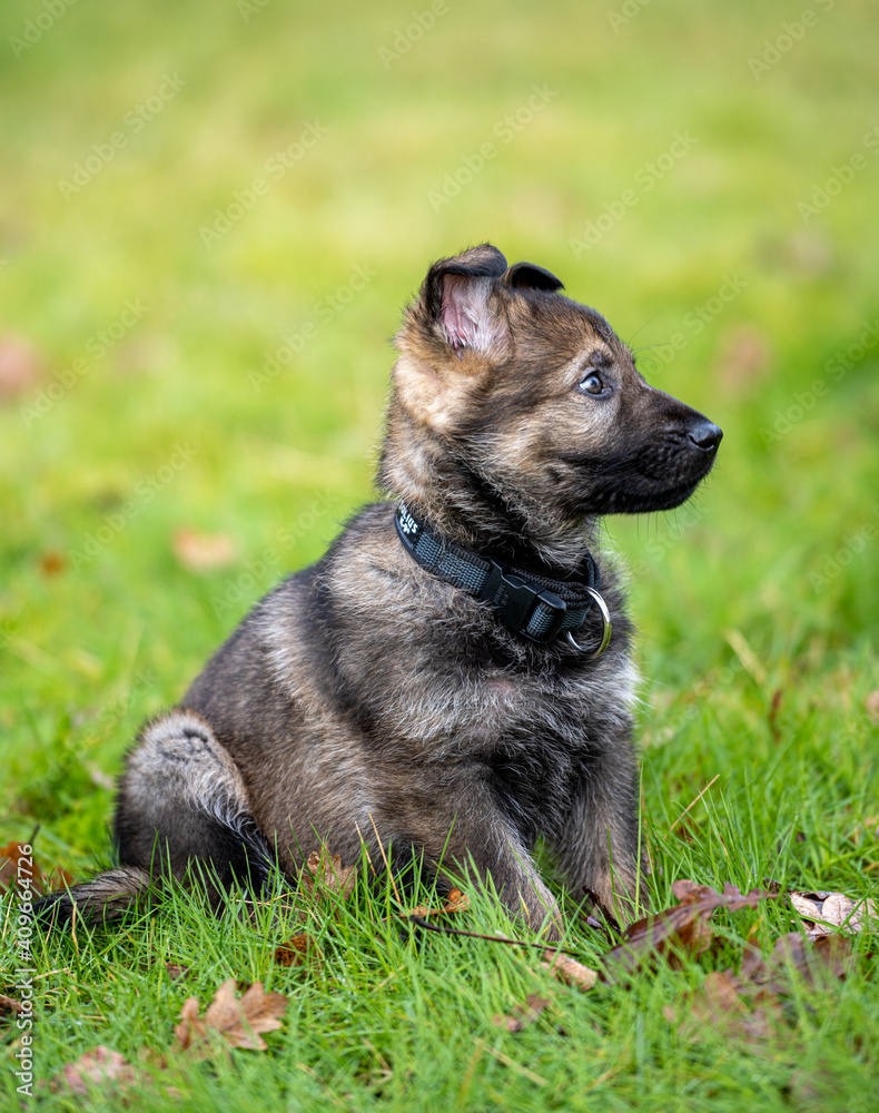 Dog portrait of an eight weeks old German Shepherd puppy with a green grass background. Sable colored, working line breed Dog portrait of an eight weeks old German Shepherd puppy with a green grass background. Sable colored, working line breed