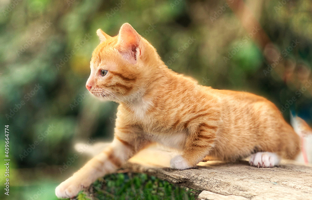 Cute little kitten orange sitting on wood outdoor Cute little kitten orange sitting on wood outdoor