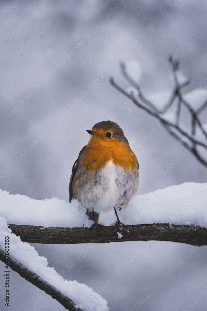 Rotkehlchen auf Ast Winter II Rotkehlchen auf Ast Winter II