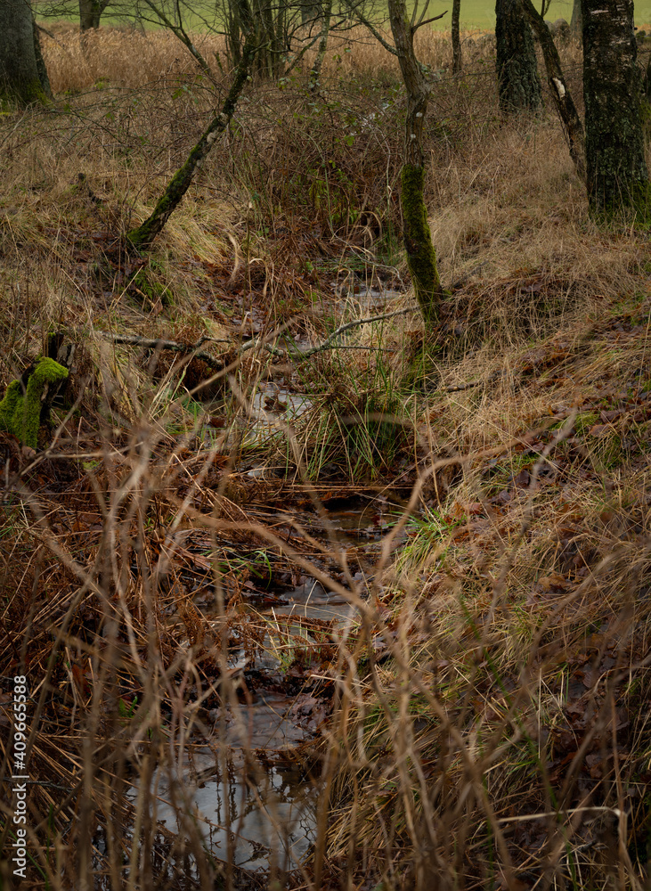 Fototapeta premium A winter picture of a small stram of water in the forest. Picture from Scania county, Sweden