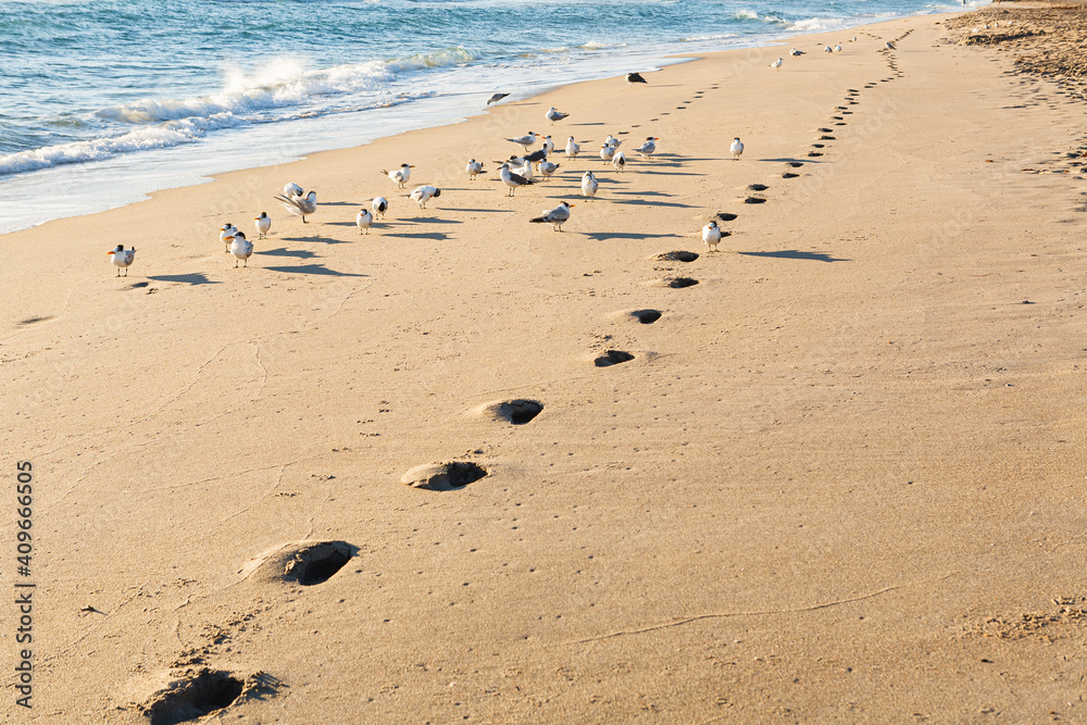 Jogger footprints along the beach shoreline in the early morning Jogger footprints along the beach shoreline in the early morning