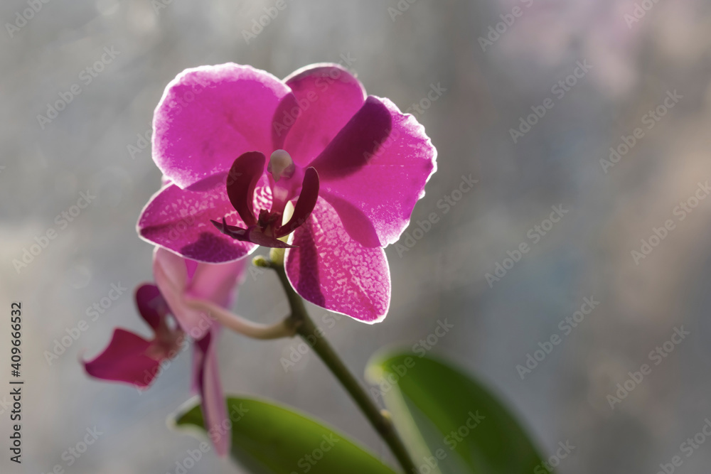 Background with blooming orchid flower in dark dim tones without saturation. Minimalistic floral layout Background with blooming orchid flower in dark dim tones without saturation. Minimalistic floral layout