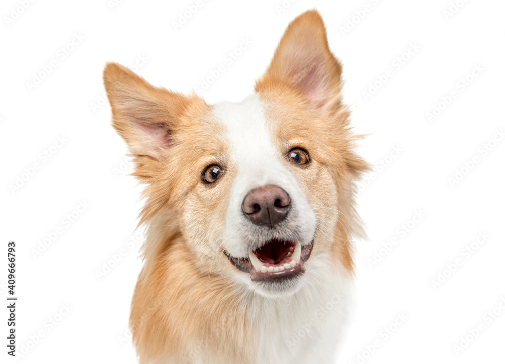 portrait of a red funny dog close-up. The background is isolated.