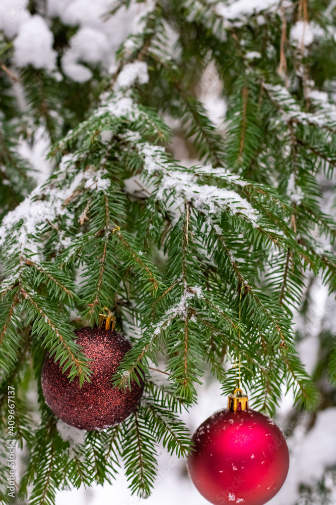 Two red Christmas balls hang on a snow-covered spruce branch on a tree in the forest. Christmas and New Year