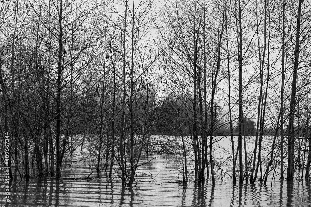 Obraz premium Floods of the river Meuse during winter in the national park Eijsder Beemden near Maastricht, after heavy rain fall and melting snow in the Ardennes. It gives amazing reflections with the trees 