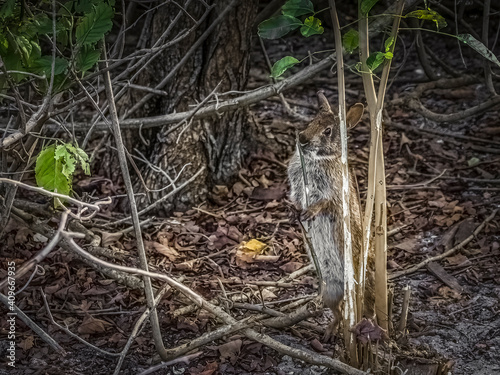 Cottontail Reaching the Tender Buds in the Woods © SANDI