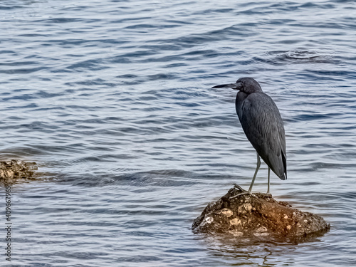 Portrait of a Little Blue Heron on a Coquina Rock
