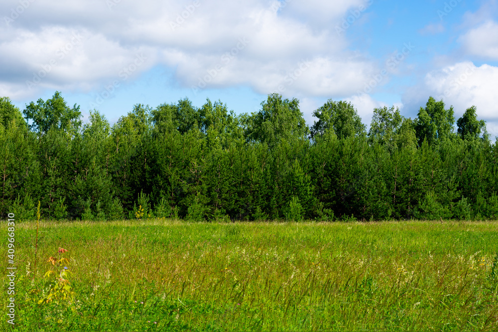Landscape with pine or fir trees and green grass summer field in bright daylight Landscape with pine or fir trees and green grass summer field in bright daylight