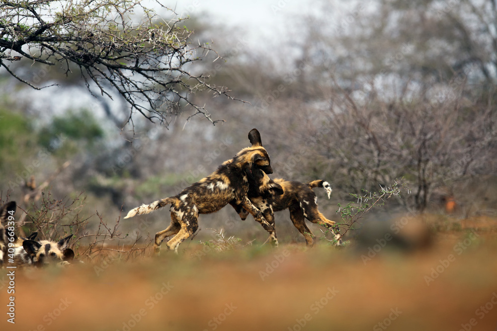 The African wild dog, African hunting dog or African painted dog (Lycaon pictus), playing puppies in the dry savannah among thorny bushes.