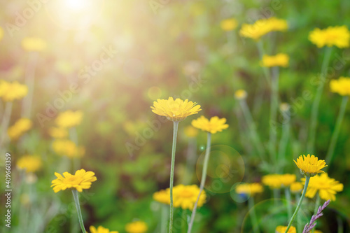 Countryside field with lot of yellow anthemis tinctoria flowers also called as dog-fennel or mayweed on bright sunlight.Close up view.