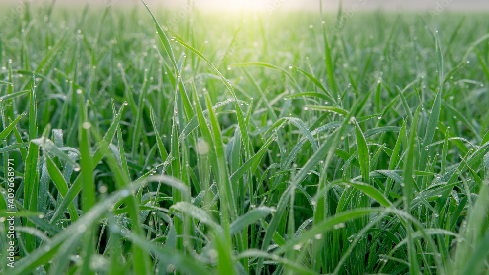 Dew drops on morning shine on rice field. Dew drops on morning shine on rice field.