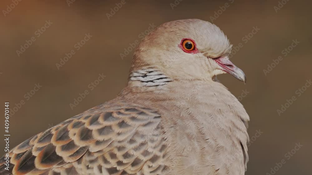 Close up of Turtle dove perched on a branch Close up of Turtle dove perched on a branch