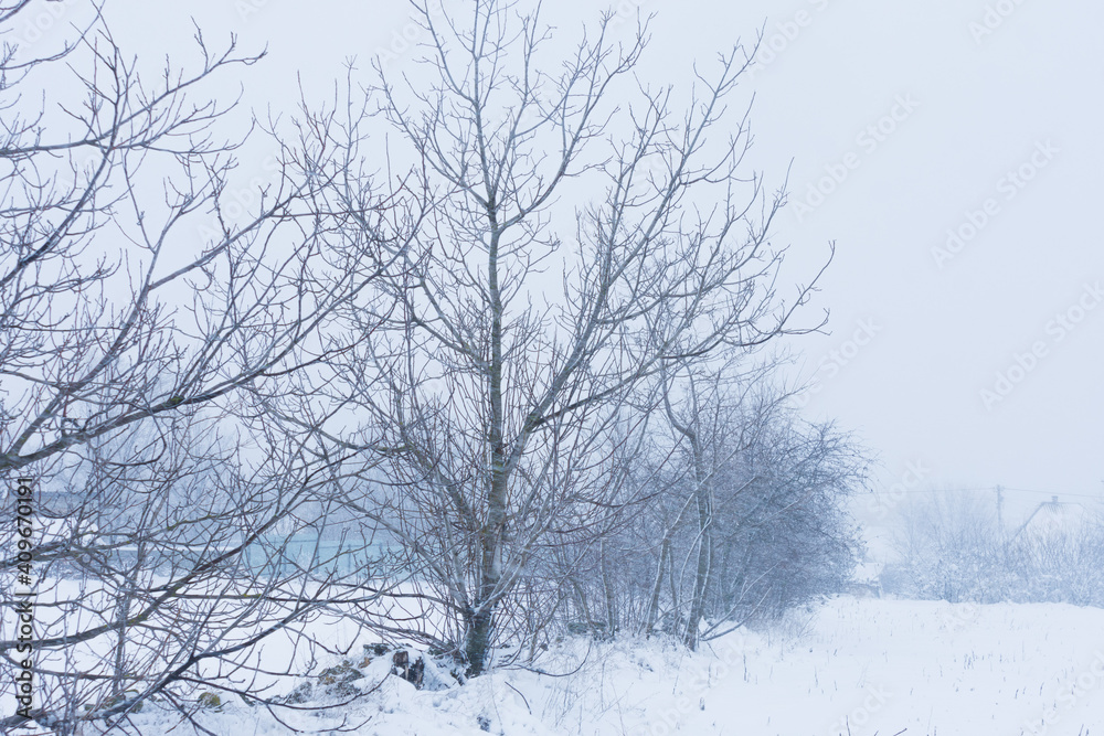 There is a blizzard and snowfall outside. The trees are covered with snow during a blizzard. A lot of deep snow. Snow. wind, cold There is a blizzard and snowfall outside. The trees are covered with snow during a blizzard. A lot of deep snow. Snow. wind, cold