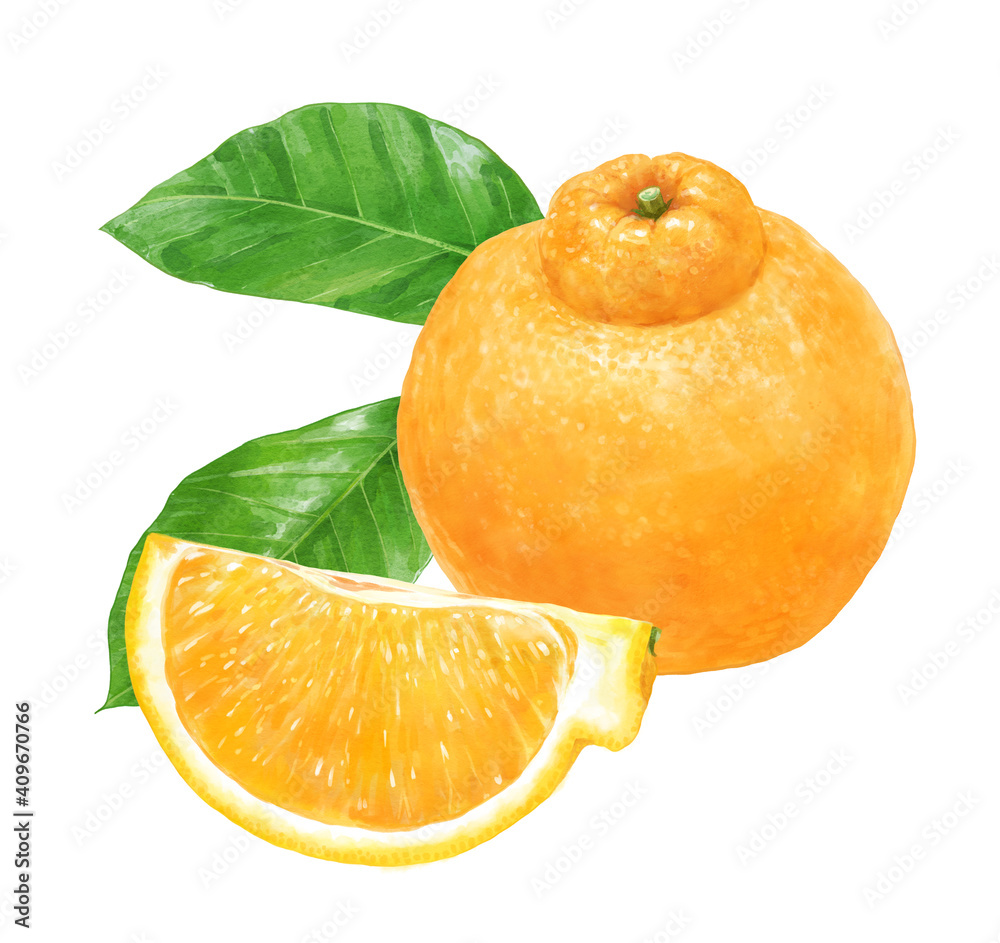 柑橘とその1 4カットと葉のリアルなイラスト デコポン 不知火 ポンカン Sumo Citrus Illyustraciya Stock Adobe Stock