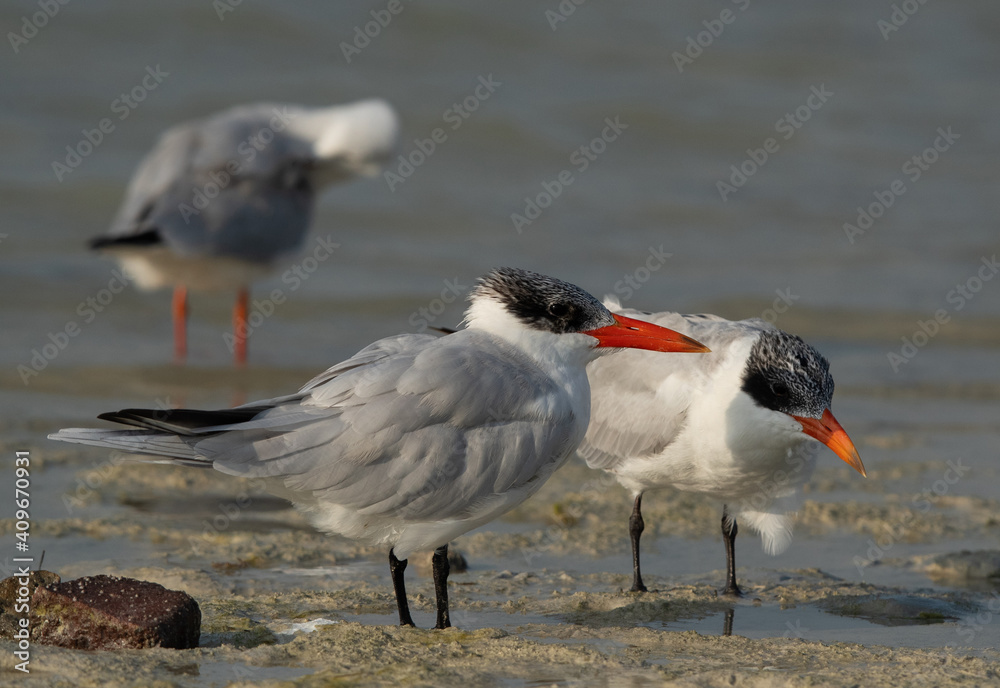 Caspian tern with young one at Busaiteen coast, Bahrain Caspian tern with young one at Busaiteen coast, Bahrain