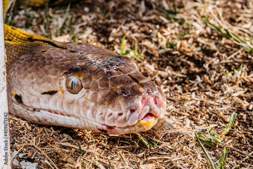 snake in the grass - serpiente