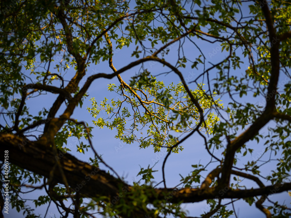 Sun highlighted green leaves in floral frame of tree branches. Sun highlighted green leaves in floral frame of tree branches.
