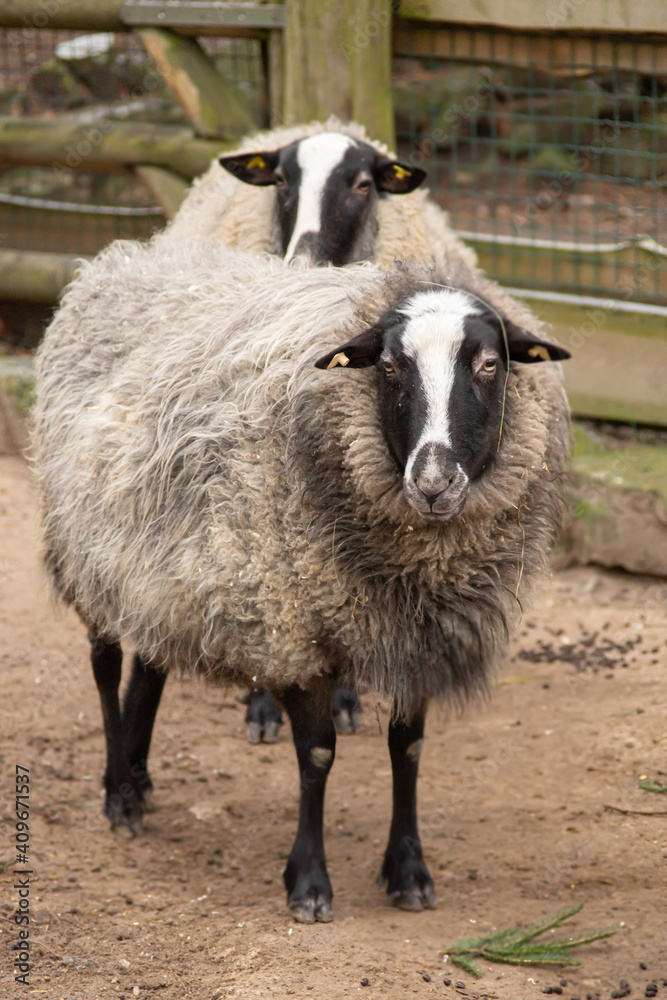 Fototapeta premium Couple of Beulah speckled face sheeps in livestock.