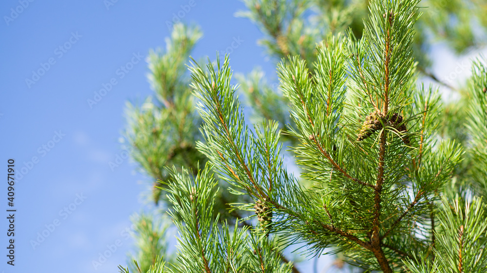 Green pine tree needle branches with cones. Green pine tree needle branches with cones.