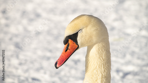 White, Mute swan (Cygnus olor) sleeping with closed eyes. Head.
