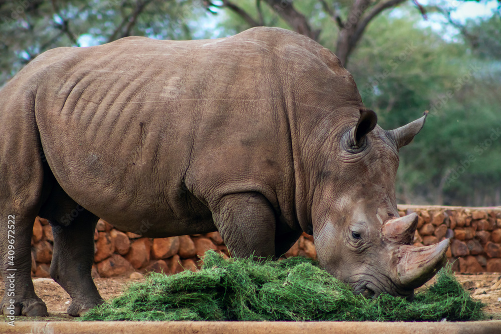 Obraz premium Portrait of a male bull white Rhino grazing in Etosha National park, Namibia. Wild african animals.