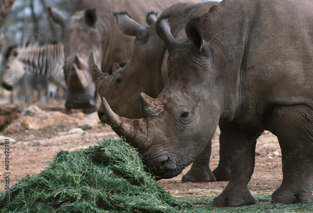 Fototapeta premium Portrait of a male bull white Rhino grazing in Etosha National park, Namibia. Wild african animals.