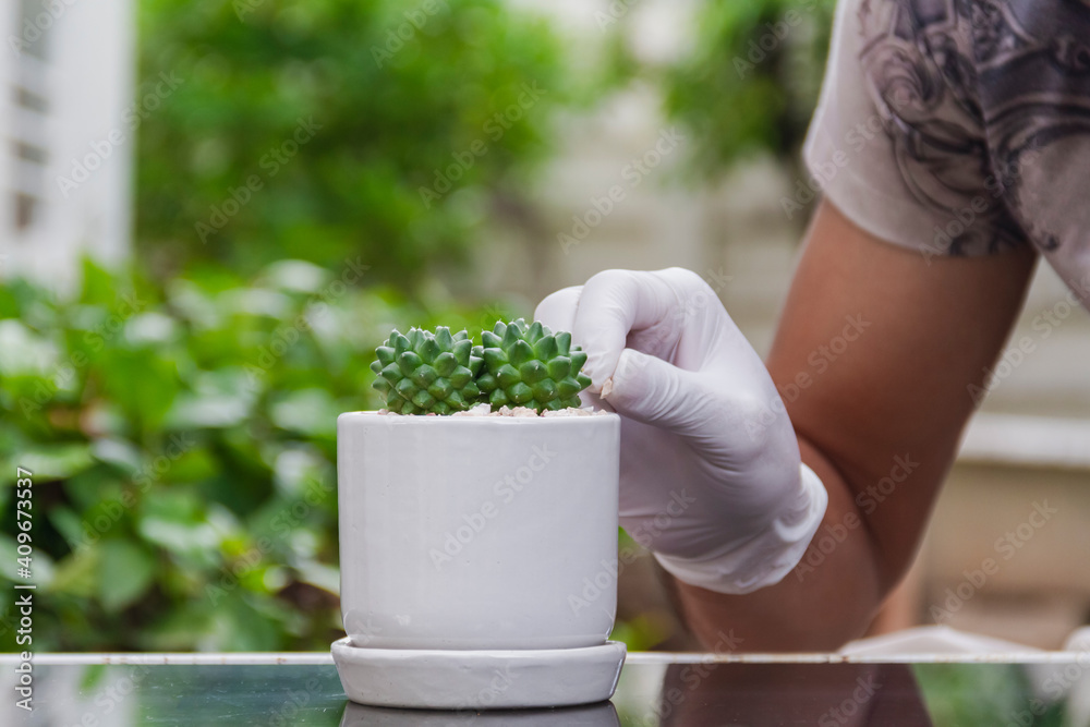 man wearing white gloves decorate cactus in small pot man wearing white gloves decorate cactus in small pot