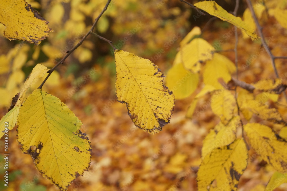 Obraz premium autumn leaves