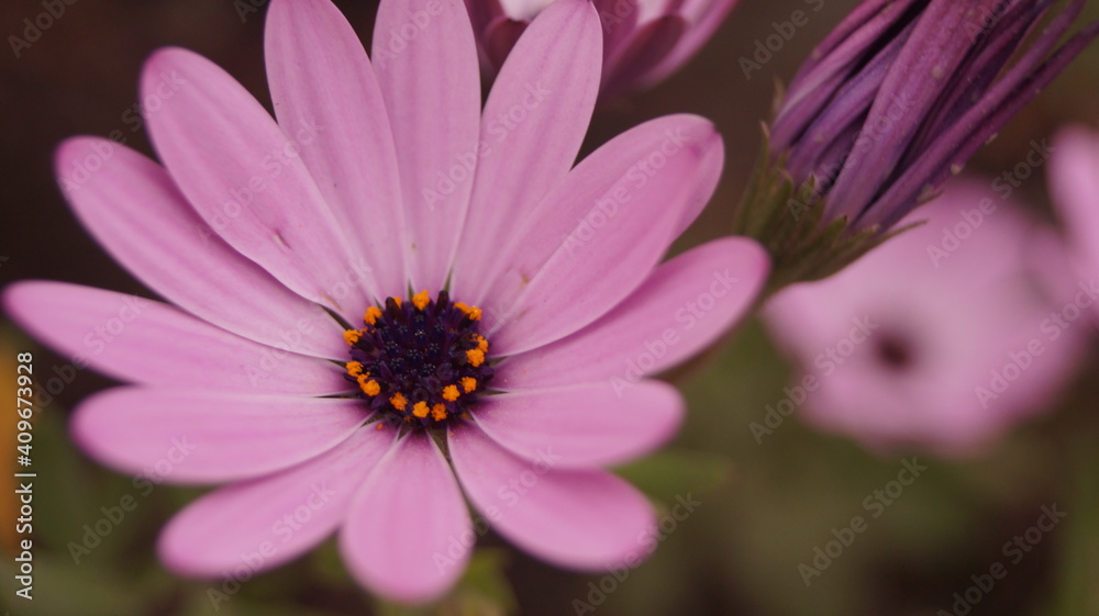 close up of pink daisy close up of pink daisy