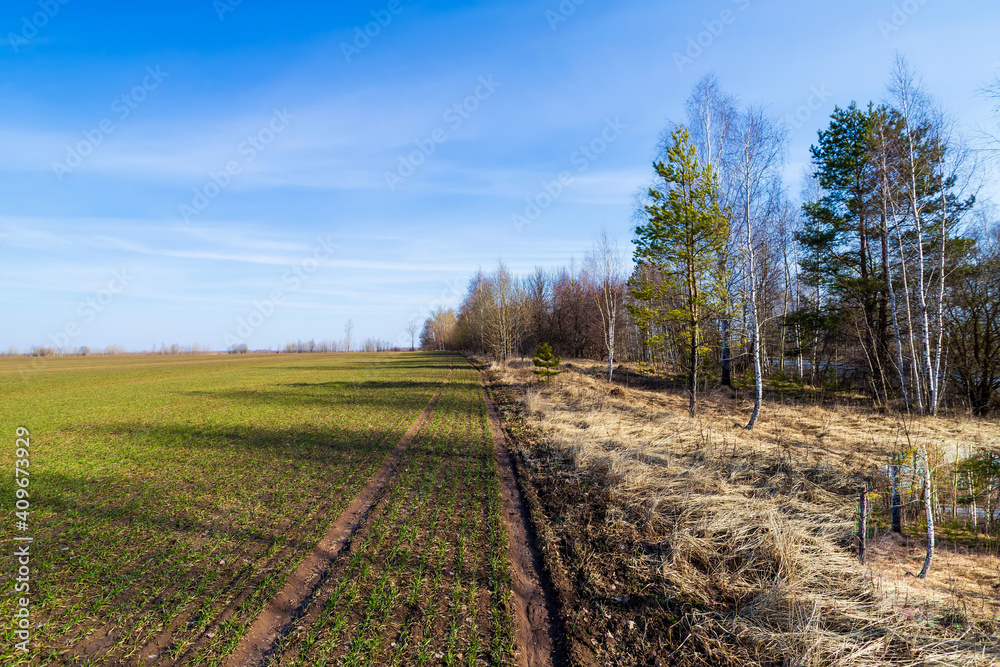 Young sprouts of winter wheat of grain crops. Young green sprouts line. Fertile agricultural land. Symmetrical lines of shoots of grain crops. field of young wheat, barley, rye Young sprouts of winter wheat of grain crops. Young green sprouts line. Fertile agricultural land. Symmetrical lines of shoots of grain crops. field of young wheat, barley, rye