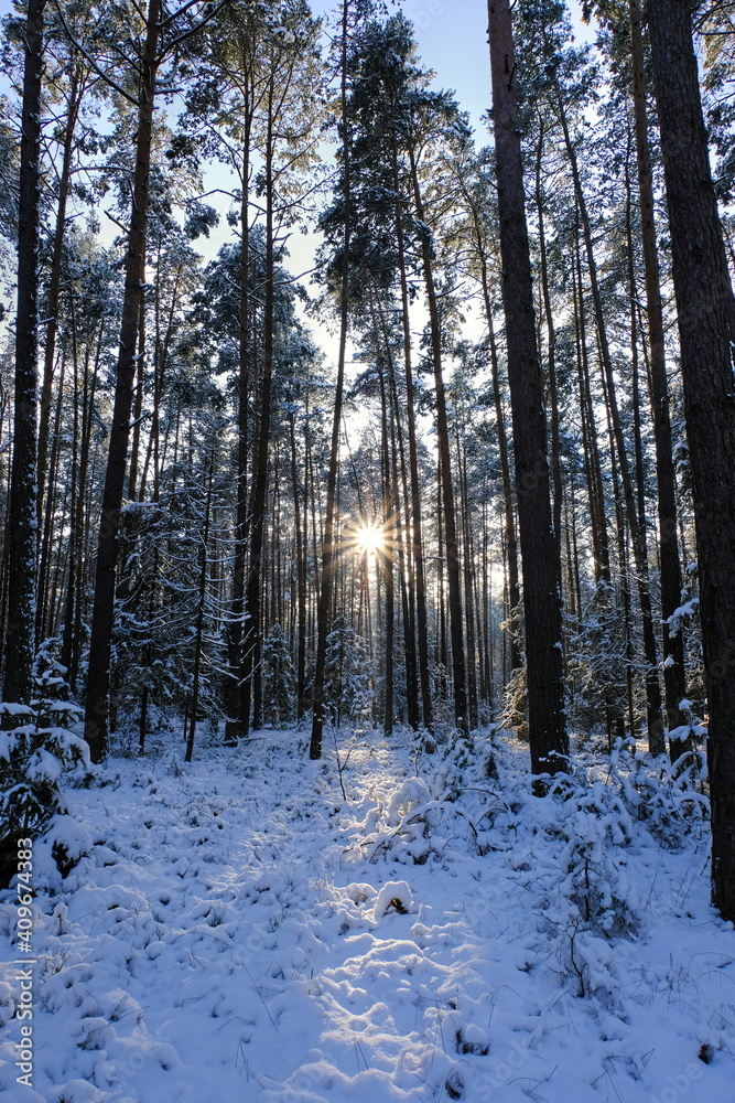 Winter in the forest, the forest lit by the sun's rays. Winter in Poland. Winter in the forest, the forest lit by the sun's rays. Winter in Poland.