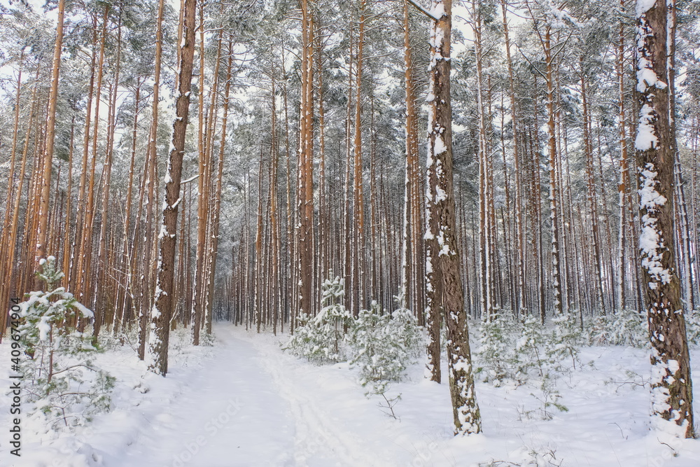 Winter forest, snow-covered trees, snow-covered road.