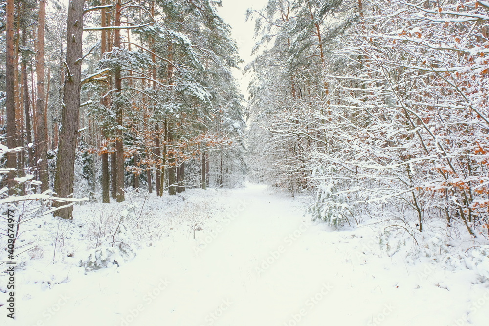 Winter forest, snow-covered trees, snow-covered road.