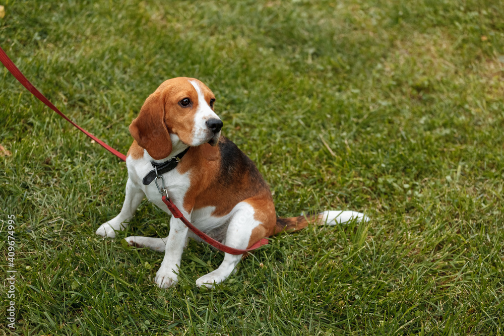 Beagle sitting on the grass in the park