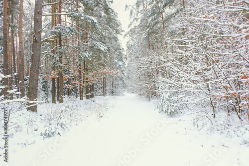 Obraz na płótnie Winter forest, snow-covered trees, snow-covered road. w salonie
