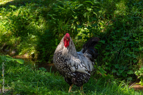 rooster in the farm